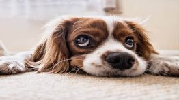 Día Mundial del Perro: el denominado mejor amigo del hombre