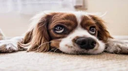 Día Mundial del Perro: el denominado mejor amigo del hombre