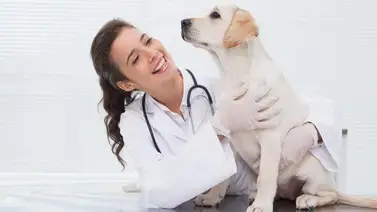 21 de julio Día Nacional del Médico Veterinario 21 de julio Día Nacional del Médico Veterinario