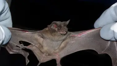 Científicos en Reino Unido descubren nuevo COVID en murciélagos Científicos en Reino Unido descubren nuevo COVID en murciélagos