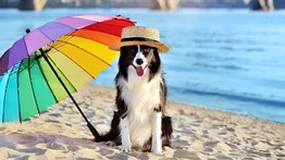 Perros que disfrutan la playa