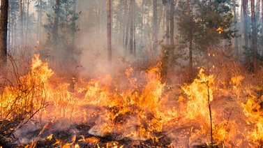 Incendios forestales preocupan a Siberia en los dos últimos meses