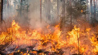 Incendios forestales preocupan a Siberia en los dos últimos meses Incendios forestales preocupan a Siberia en los dos últimos meses