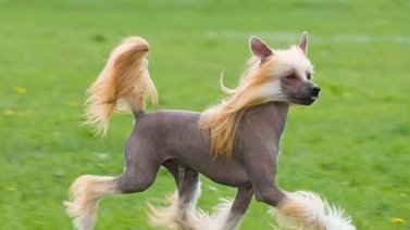¿Eres alérgico? Estas son las razas de perro para ti