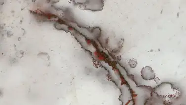 Encuentran microorganismos fósiles de hace 3.400 millones de años Encuentran microorganismos fósiles de hace 3.400 millones de años