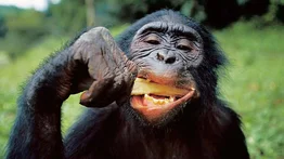 Día Mundial de los Chimpancés