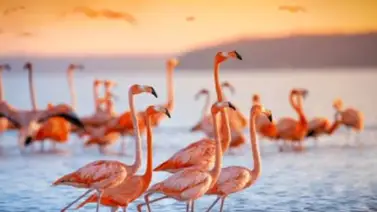 Miles de flamencos mueren en un lago turco cuyas aguas han sido explotadas Miles de flamencos mueren en un lago turco cuyas aguas han sido explotadas