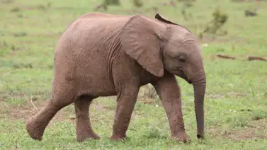 Elefante bebé abandonado es rescatado por veterinarios chinos Elefante bebé abandonado es rescatado por veterinarios chinos