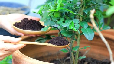 Para qué sirven los abonos en las plantas