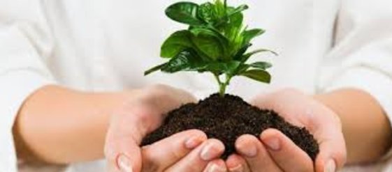Para qué sirven los abonos en las plantas Para qué sirven los abonos en las plantas
