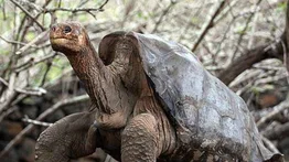 Fallece el animal más longevo del zoológico de Viena