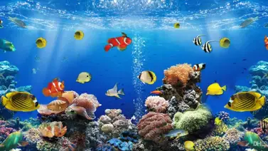 Lo que seguramente no sabes sobre los peces Lo que seguramente no sabes sobre los peces