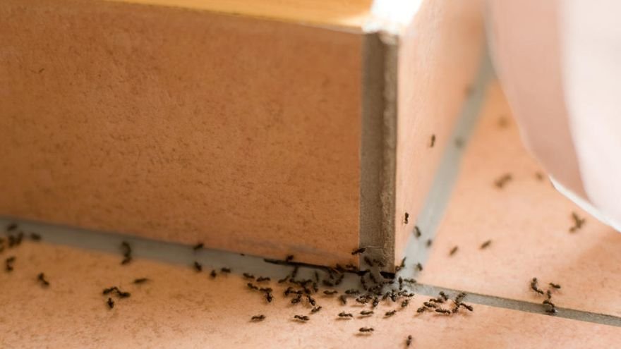 Usos de la cebolla para limpiar que no conocías