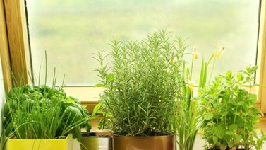 Plantas que debes tener en casa para reconfortarte