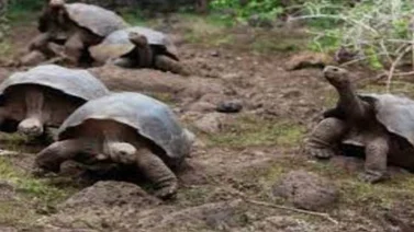Las tortugas gigantes, ¿son los elefantes o los hipopótamos de Galápagos?