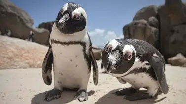 Personal de acuario en Florida investiga muerte de siete pingüinos Personal de acuario en Florida investiga muerte de siete pingüinos