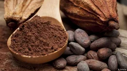 Se celebra el Día Mundial del Cacao