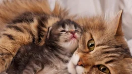 ¿Sabes cómo cuidar a la gata lactante y sus crías?