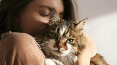 Conoce a tu amigo felino Conoce a tu amigo felino