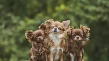 ¿Por qué los perros pequeños son tan bravos? ¿Por qué los perros pequeños son tan bravos?