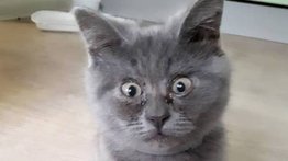 Descubre a Fedia, el gatito con ojos sorprendidos (+Video)
