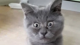 Descubre a Fedia, el gatito con ojos sorprendidos (+Video)