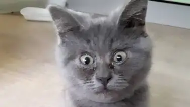 Descubre a Fedia, el gatito con ojos sorprendidos (+Video) Descubre a Fedia, el gatito con ojos sorprendidos (+Video)