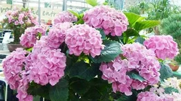 Embellezca su jardín con hortensias