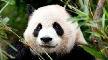 Curiosidades del oso panda