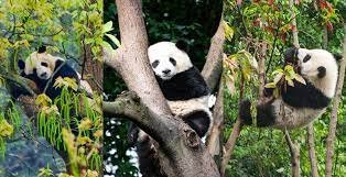 Curiosidades del oso panda