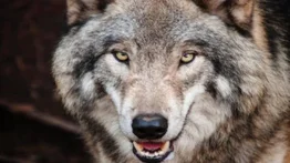 Lobos se salen de control en plena obra teatral en China (+Video)