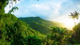 Se celebra el Día Internacional de los Bosques Tropicales