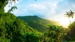 Se celebra el Día Internacional de los Bosques Tropicales