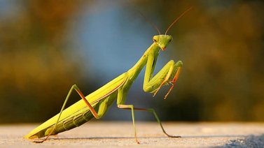 Por qué se llama mantis religiosa