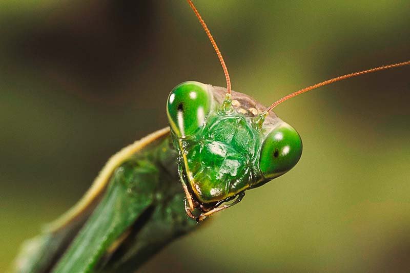 Por qué se llama mantis religiosa