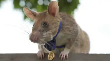 La rata gigante «buscaminas» más famosa se jubila en Camboya (+Video) La rata gigante «buscaminas» más famosa se jubila en Camboya (+Video)