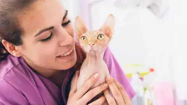 ¿Cómo cuidar al gato sin pelo? ¿Cómo cuidar al gato sin pelo?