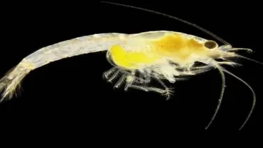 Descubren en el zoológico de Viena una especie nueva de gamba