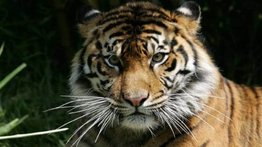 Tigre siberiano mata a un empleado en un parque de animales en Sudáfrica