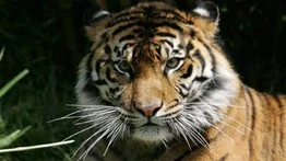 Tigre siberiano mata a un empleado en un parque de animales en Sudáfrica