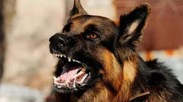 EEUU prohíbe la entrada de perros desde Venezuela