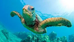 Día Mundial de las Tortugas Marinas