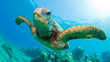 Día Mundial de las Tortugas Marinas