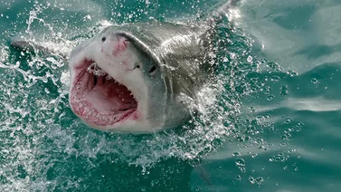 Reportan dos ataques de tiburones a un niño y a un hombre en Florida