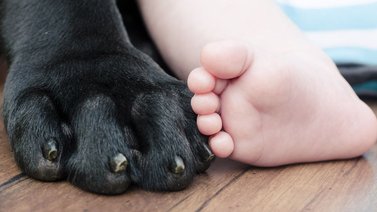 Perro bloquea el paso de un bebé e impide que suba escaleras se vuelve viral(+Vídeo)