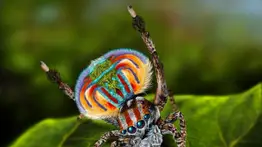 El deslumbrante colorido de la araña pavo real