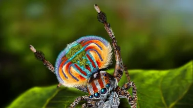 El deslumbrante colorido de la araña pavo real