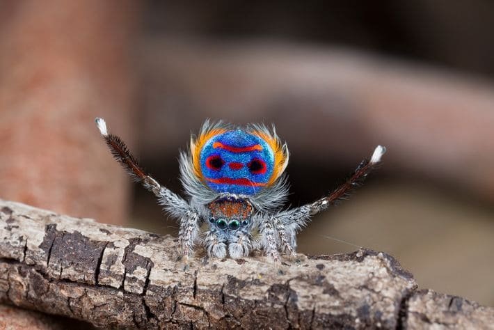 El deslumbrante colorido de la araña pavo real El deslumbrante colorido de la araña pavo real