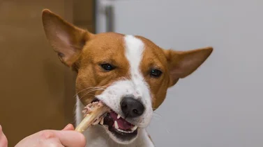 Alimentos prohibidos para los perros