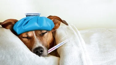 Los perros y sus problemas de salud